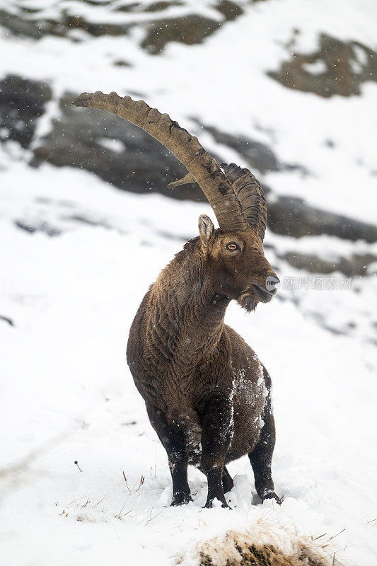 意大利valsavarenche Val D 'aosta，高山野山羊在冬季下雪环境中的大雄性